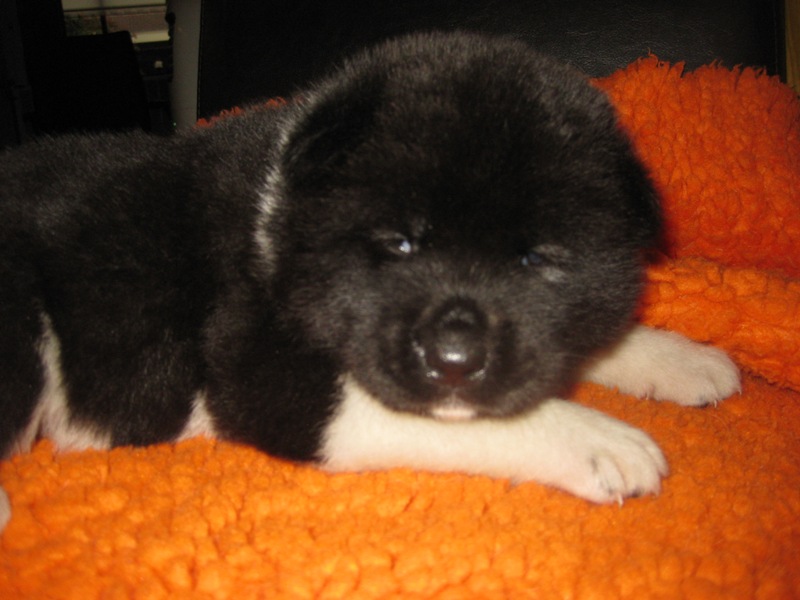 Puppies